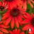 Echinacea Fountain Red.jpg